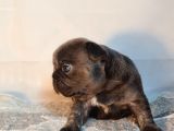Ev Ortamindan Exotic French Bulldog Yavrulari