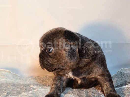 Ev Ortamindan Exotic French Bulldog Yavrulari görsel