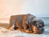 Ev Ortamindan Exotic French Bulldog Yavrulari