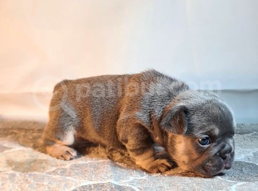 Ev Ortamindan Exotic French Bulldog Yavrulari görsel