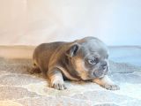 Ev Ortamindan Exotic French Bulldog Yavrulari
