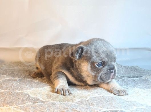 Ev Ortamindan Exotic French Bulldog Yavrulari görsel