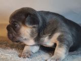 Ev Ortamindan Exotic French Bulldog Yavrulari