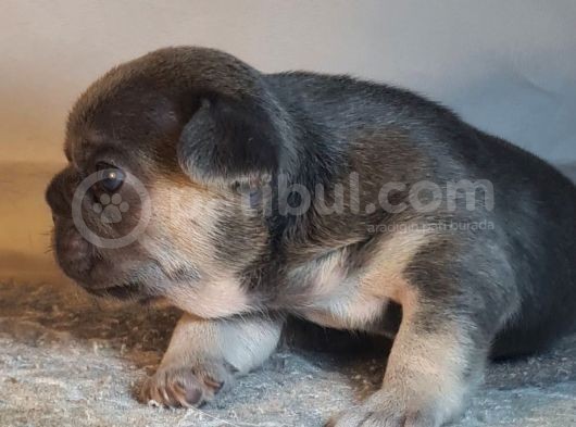 Ev Ortamindan Exotic French Bulldog Yavrulari görsel