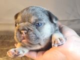 Ev Ortamindan Exotic French Bulldog Yavrulari