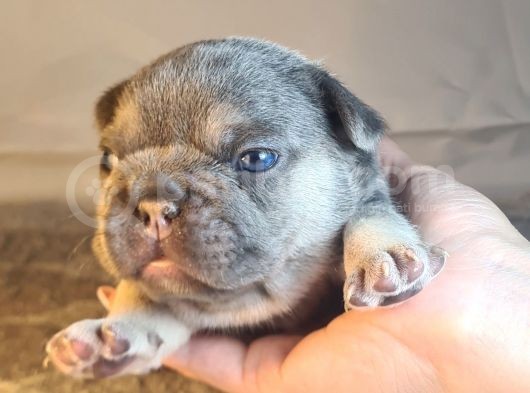 Ev Ortamindan Exotic French Bulldog Yavrulari görsel