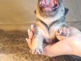 Ev Ortamindan Exotic French Bulldog Yavrulari