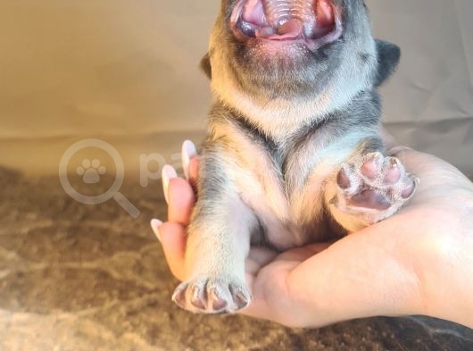 Ev Ortamindan Exotic French Bulldog Yavrulari görsel