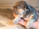 Ev Ortamindan Exotic French Bulldog Yavrulari