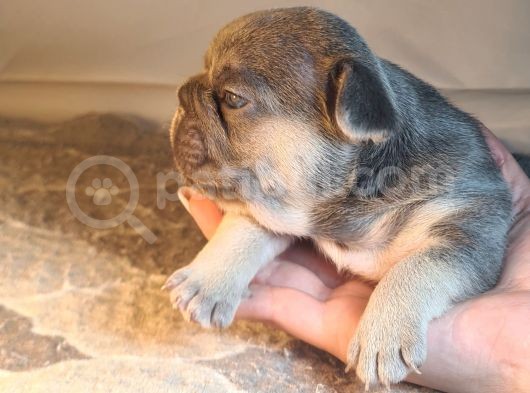 Ev Ortamindan Exotic French Bulldog Yavrulari görsel