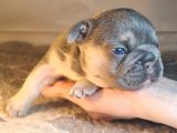 Ev Ortamindan Exotic French Bulldog Yavrulari
