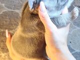 ev ortamindan exotic french bulldog yavrulari