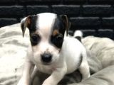 Jack Russell Terri̇er Bebekleri̇mi̇z Gelmi̇şti̇r