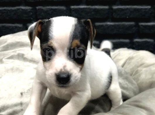 Jack Russell Terri̇er Bebekleri̇mi̇z Gelmi̇şti̇r görsel