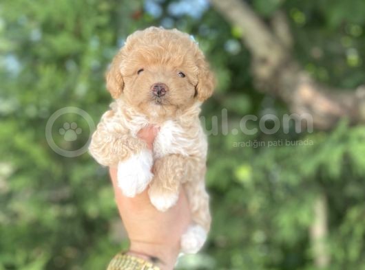 Poodle Ayarinda Malti̇poo Bebekler
