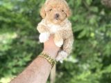 Poodle Ayarinda Malti̇poo Bebekler