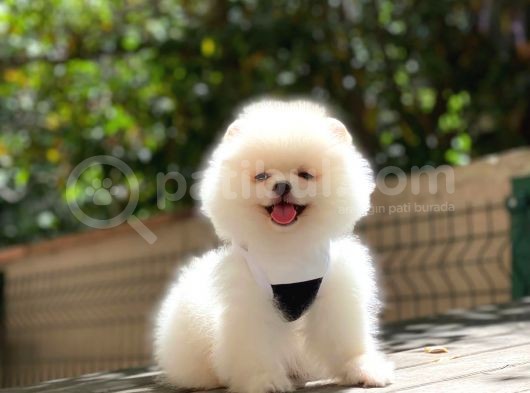 Pomeranian Boo Yavrularımız görsel