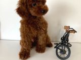 REDBROWN ERKEK TOY POODLE YAVRULAR