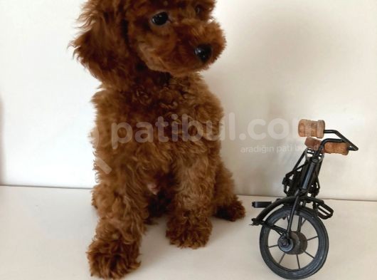 Redbrown Erkek Toy Poodle Yavrular