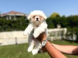 Kore Maltese Orji̇nal Garanti̇li̇ Bebekler