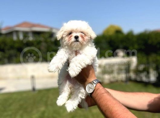 Kore Maltese Orji̇nal Garanti̇li̇ Bebekler görsel