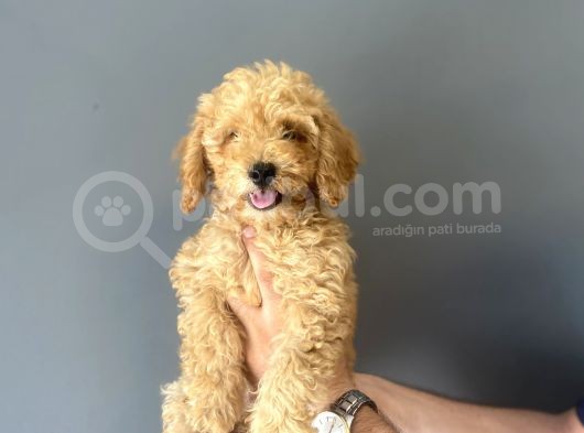 Sevi̇mli̇ Toy Poodle Bebeği̇mi̇z Aşili görsel