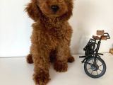 Redbrown Erkek Toy Poodle Yavrular