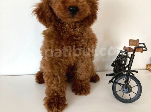 Redbrown Erkek Toy Poodle Yavrular görsel