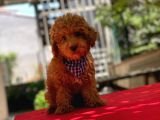 Orijinal Toy Poodle Erkeğimiz Duke