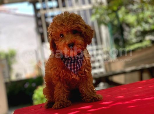 Orijinal Toy Poodle Erkeğimiz Duke görsel