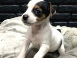 JACK RUSSELL TERRİER BEBEKLERİMİZ GELMİŞTİR