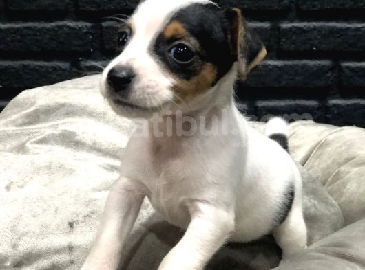 Jack Russell Terri̇er Bebekleri̇mi̇z Gelmi̇şti̇r