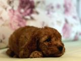 Toy Poodle Yavrularım