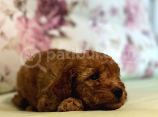 Toy Poodle Yavrularım görsel