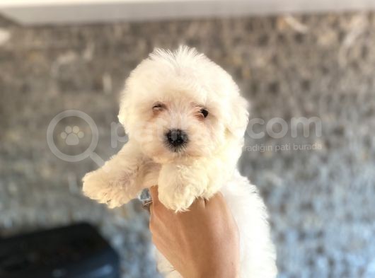 Maltese Terri̇er Yavrularim Tesli̇me Hazir görsel