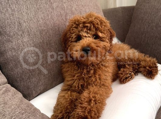 Red Brown Toy Poodle 