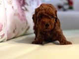 Toy Poodle Yavrularım