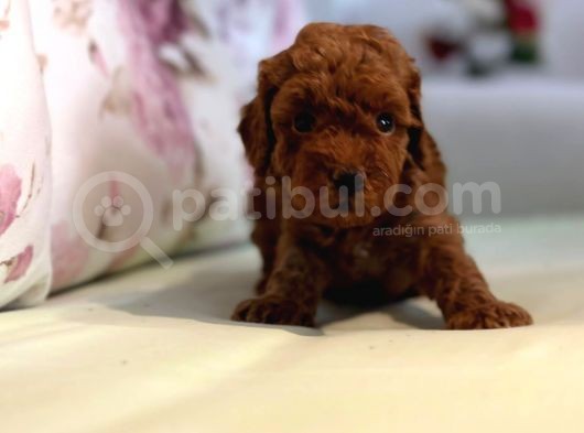 Toy Poodle Yavrularım görsel