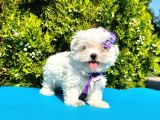 Kore Kan Maltese 