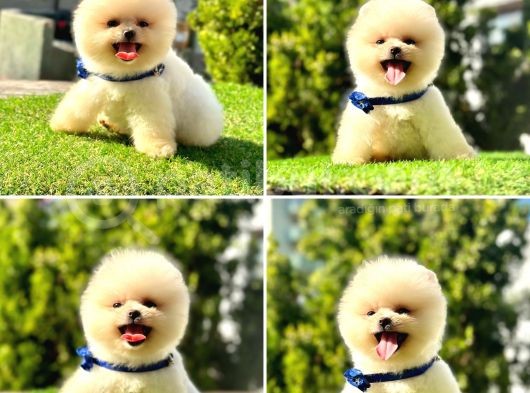 Safkan Pomeranian Boo Yavrularımız görsel