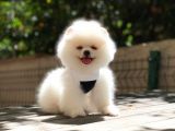 Pomeranian Boo Yavrularımız