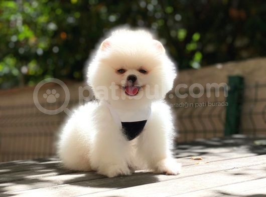 Pomeranian Boo Yavrularımız