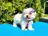 Kore Kan Maltese 