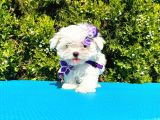 Kore kan maltese 