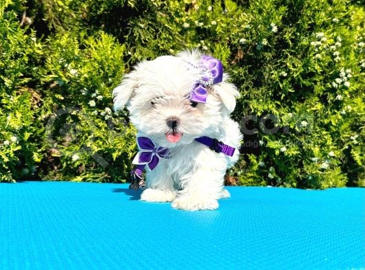 Kore Kan Maltese 