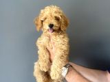 SEVİMLİ TOY POODLE BEBEĞİMİZ AŞILI