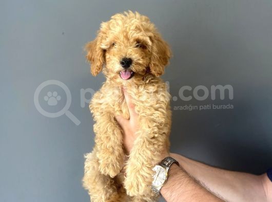 Sevi̇mli̇ Toy Poodle Bebeği̇mi̇z Aşili