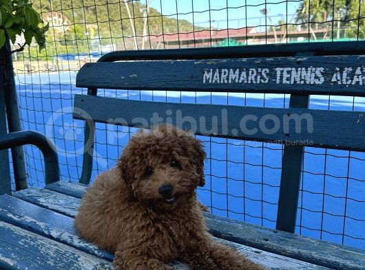 Red Brown Toy Poodle  görsel