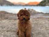 Red Brown Toy Poodle 