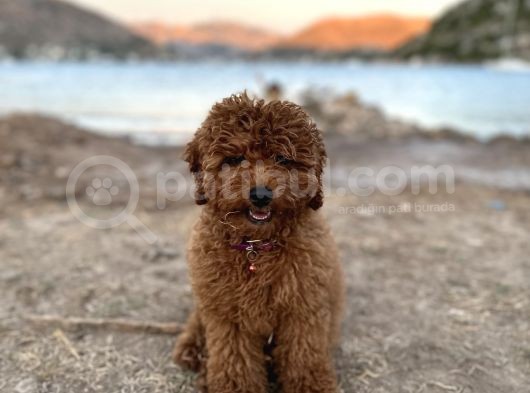 Red Brown Toy Poodle  görsel